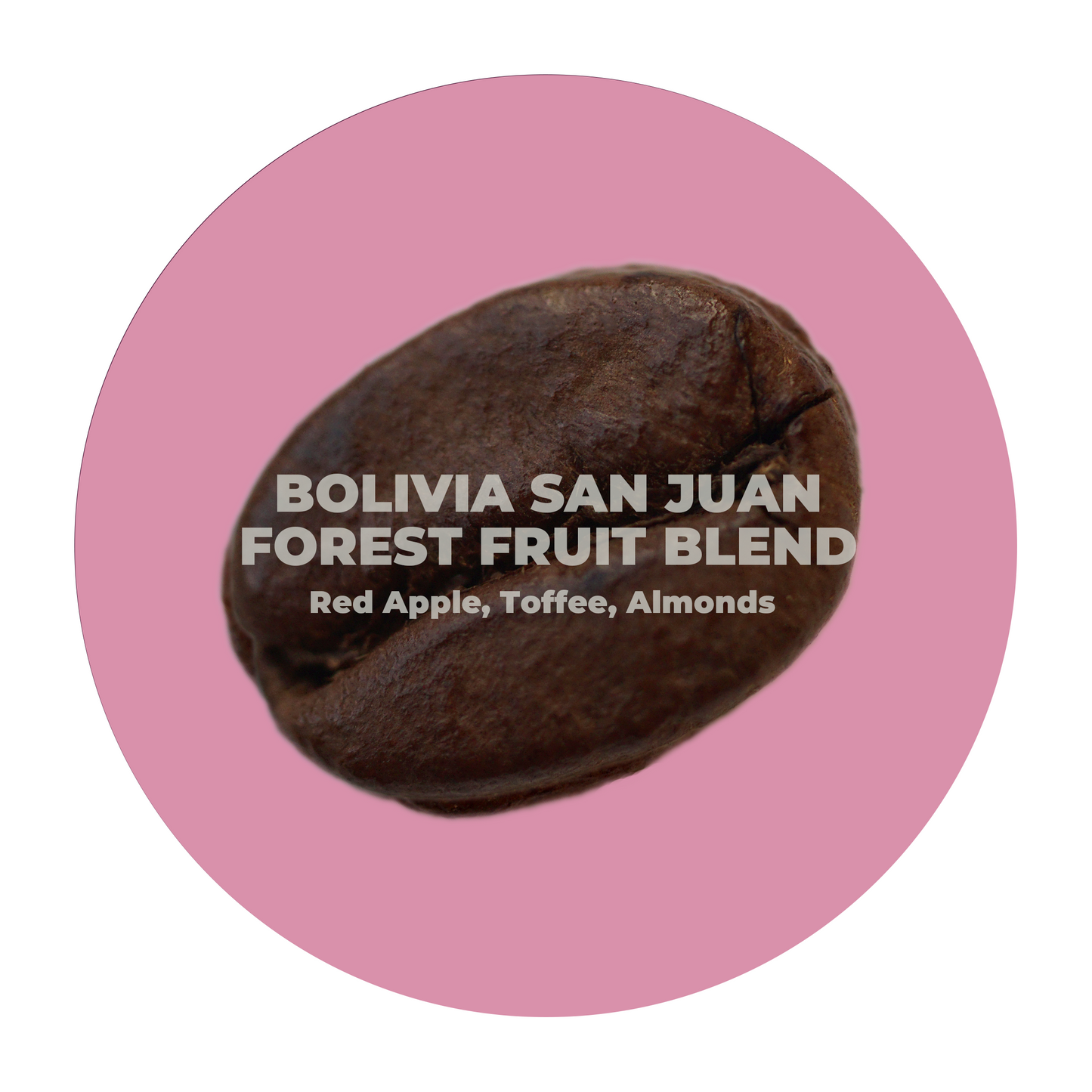 Bolivia San Juan Forest