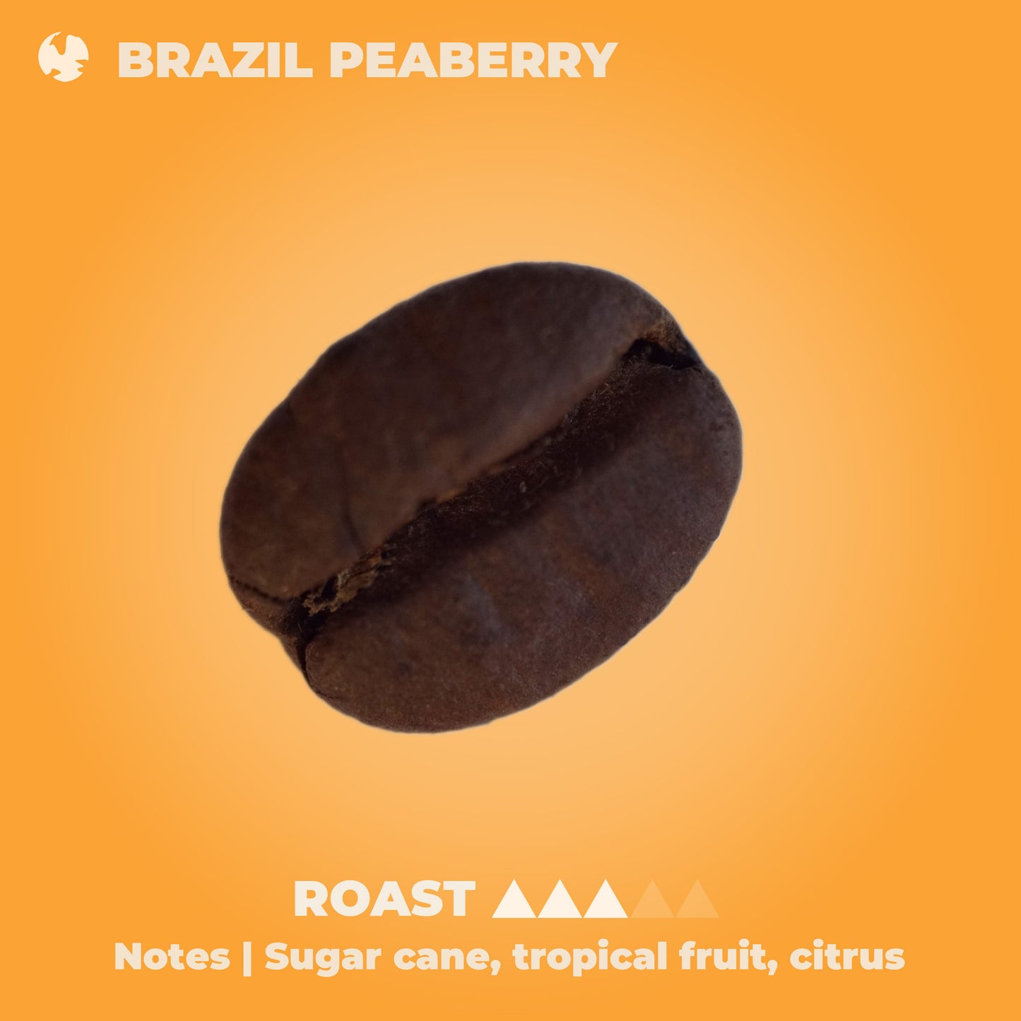 Brazil Peaberry