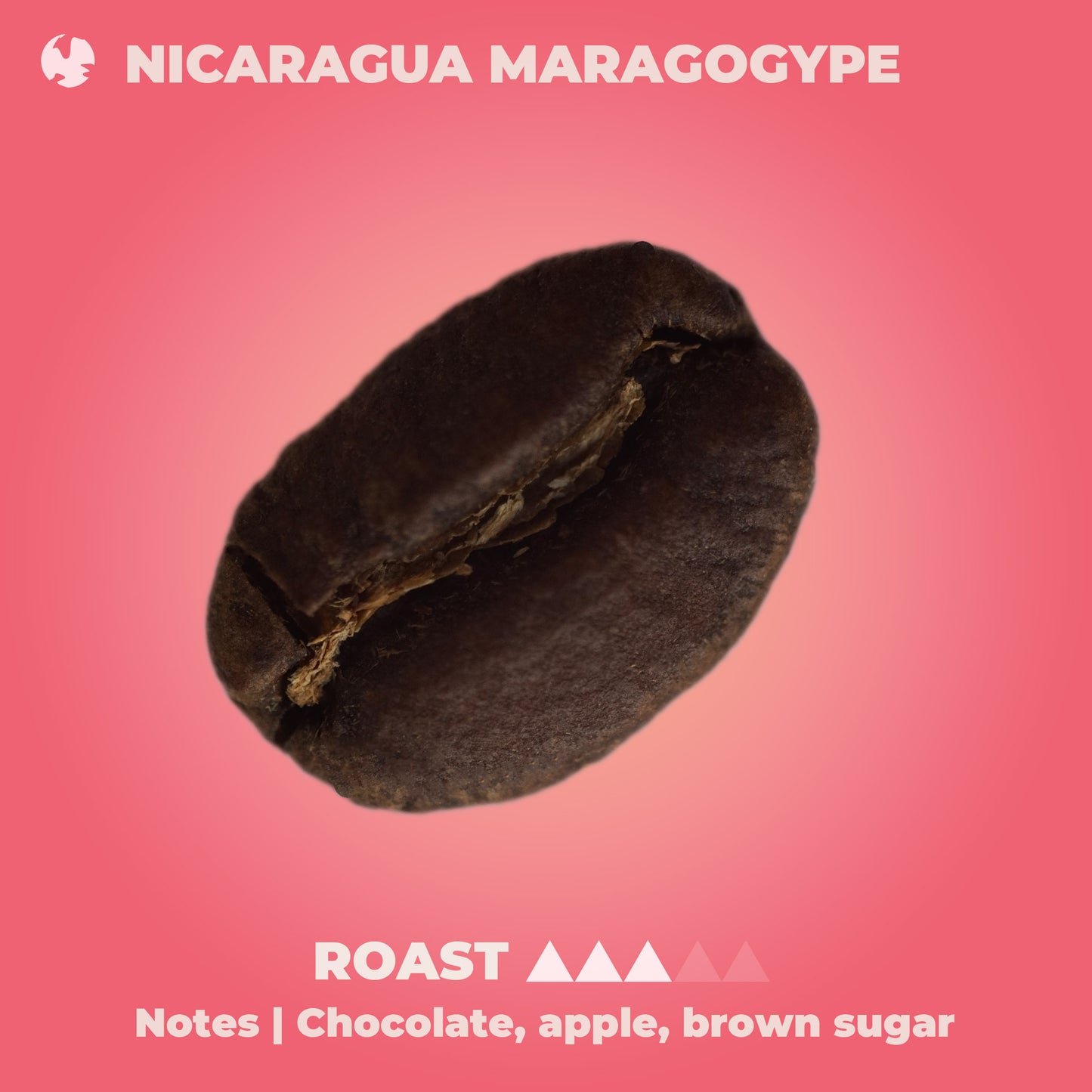 Nicaragua Maragogype